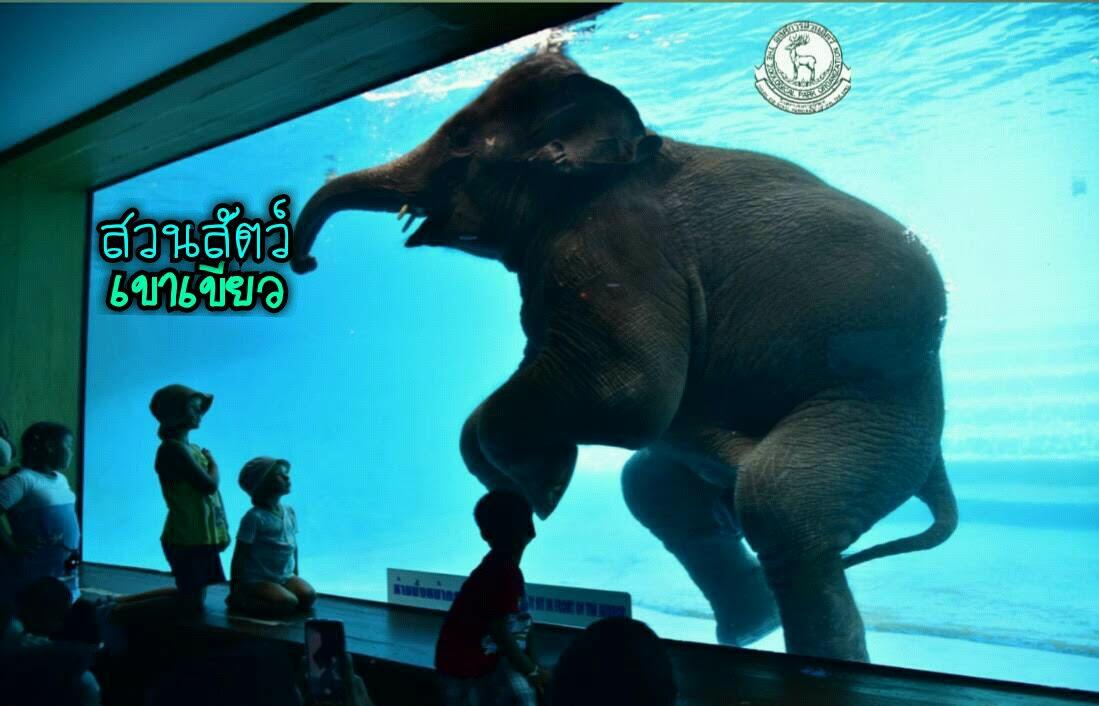 มาดูช้างว่ายน้ำที่สวนสัตว์เปิดเขาเขียว