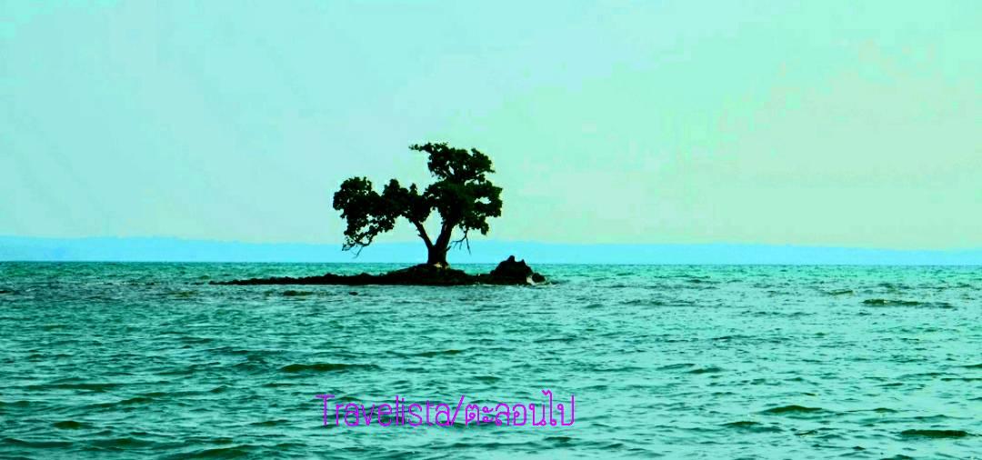 อะเมซิ่งต้นไม้กลางทะเล ยืนหนึ่งแบบเดียวดาย ณ เกาะนกนอก