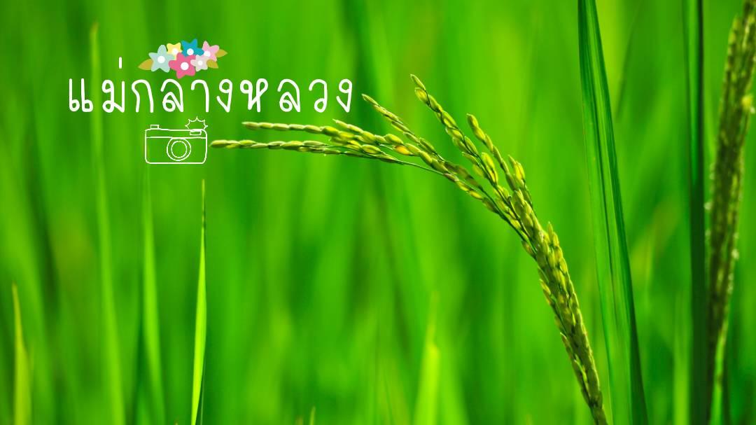 ททท.พาเที่ยวบ้านแม่กลางหลวงใน E-Book “เล่าเรื่องเมืองไทย ในวิถีชุมชน”