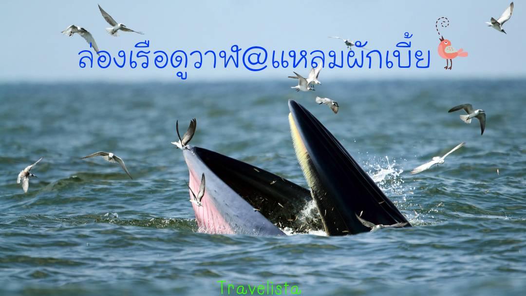 ททท.ชวนเที่ยวชุมชนแหลมผักเบี้ย เพชรบุรีใน E-Book “เล่าเรื่องเมืองไทย ในวิถีชุมชน”